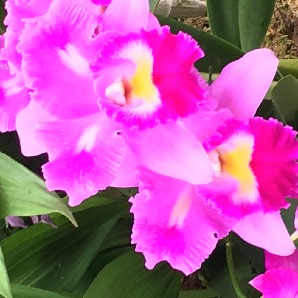 Meet your Posher, Liz